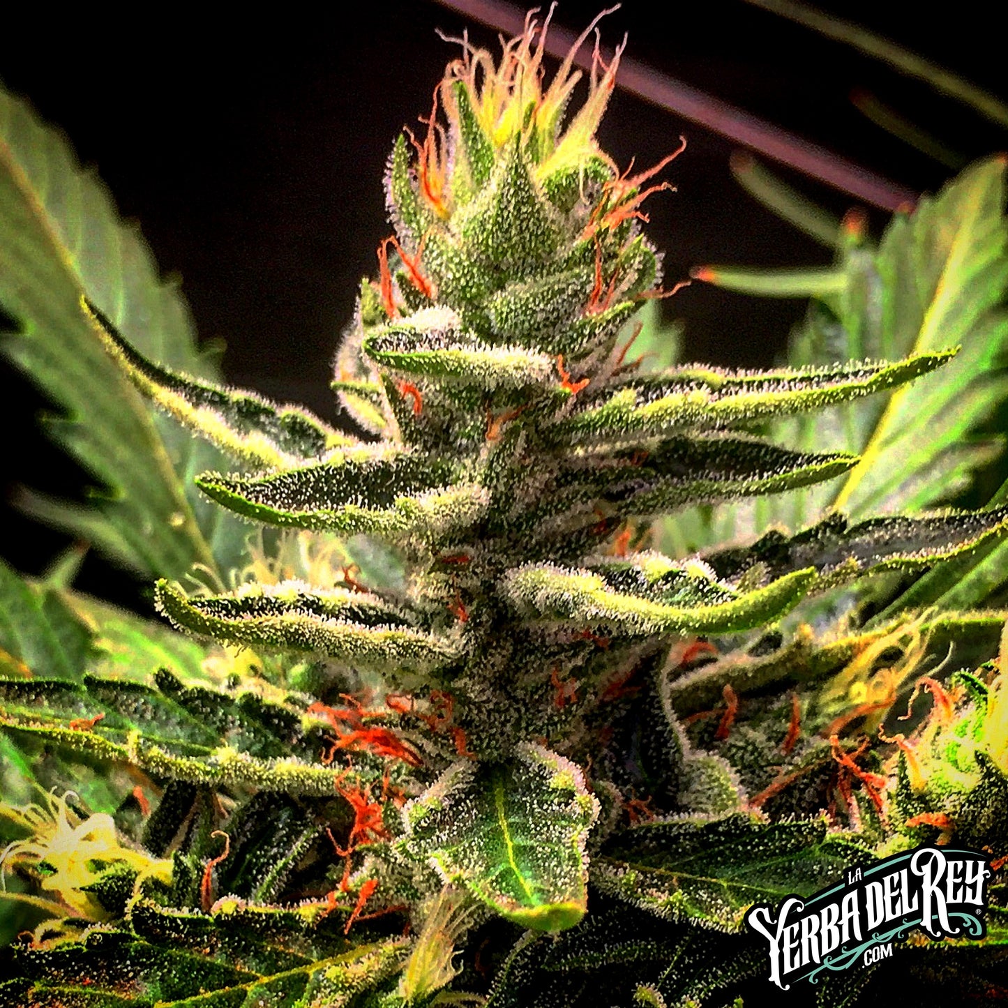 KING GORILLA AUTO